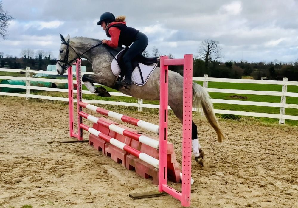 Connemara springpony Merrie 4 jaar Schimmel te koop - Foto 5