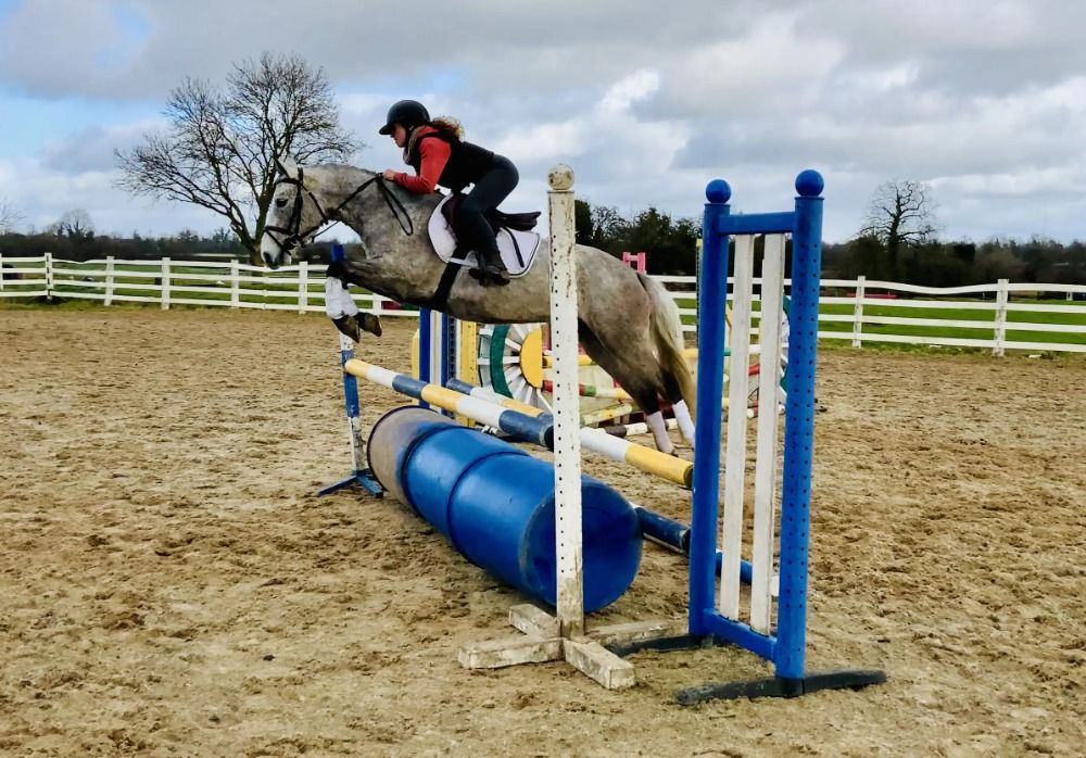 Connemara springpony Merrie 4 jaar Schimmel te koop - Foto 4