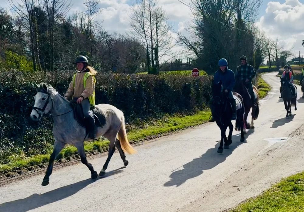 Connemara springpony Merrie 4 jaar Schimmel te koop - Foto 6