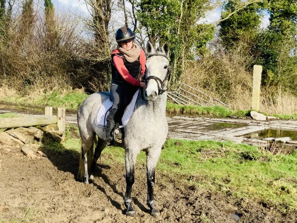 Connemara springpony Merrie 4 jaar Schimmel te koop - Foto 3