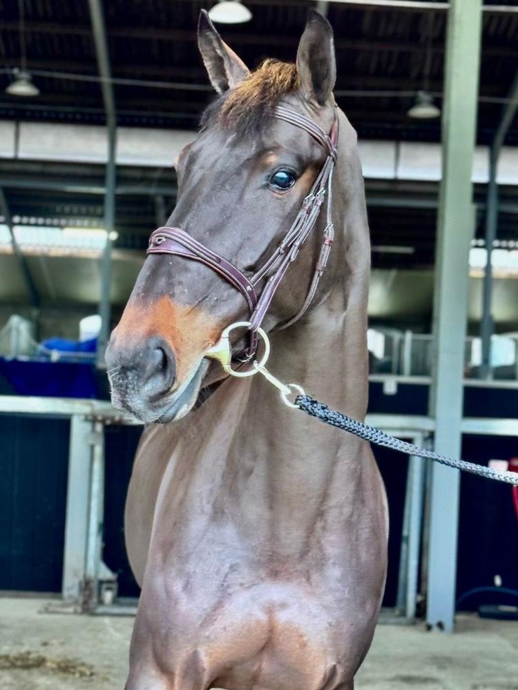 Zangersheide springpaard Ruin 4 years old Donkerbruin for sale - Photo 2