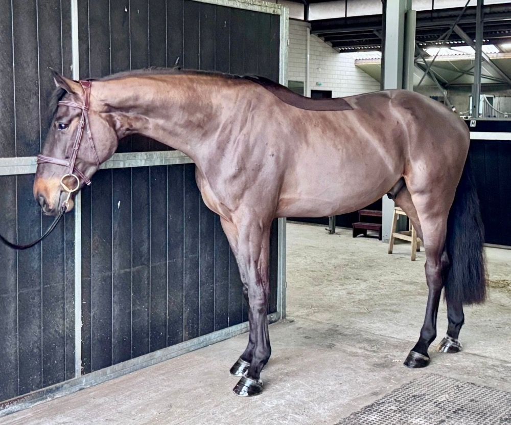 Zangersheide springpaard Ruin 4 years old Donkerbruin for sale - Main photo
