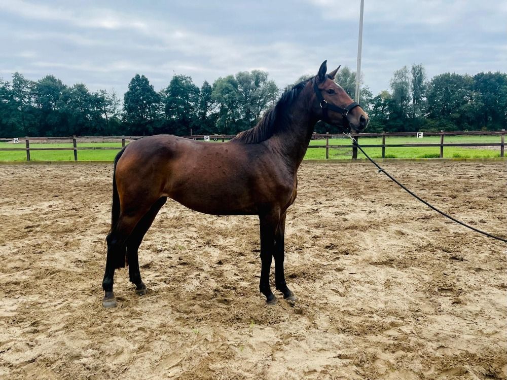 KWPN dressuurpaard Merrie 3 jaar Donkerbruin te koop - Foto 2