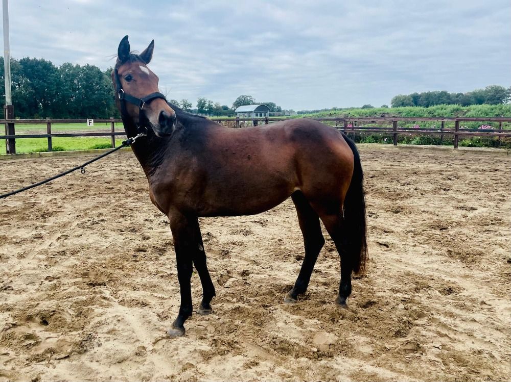 KWPN dressuurpaard Merrie 3 jaar Donkerbruin te koop - Hoofdfoto