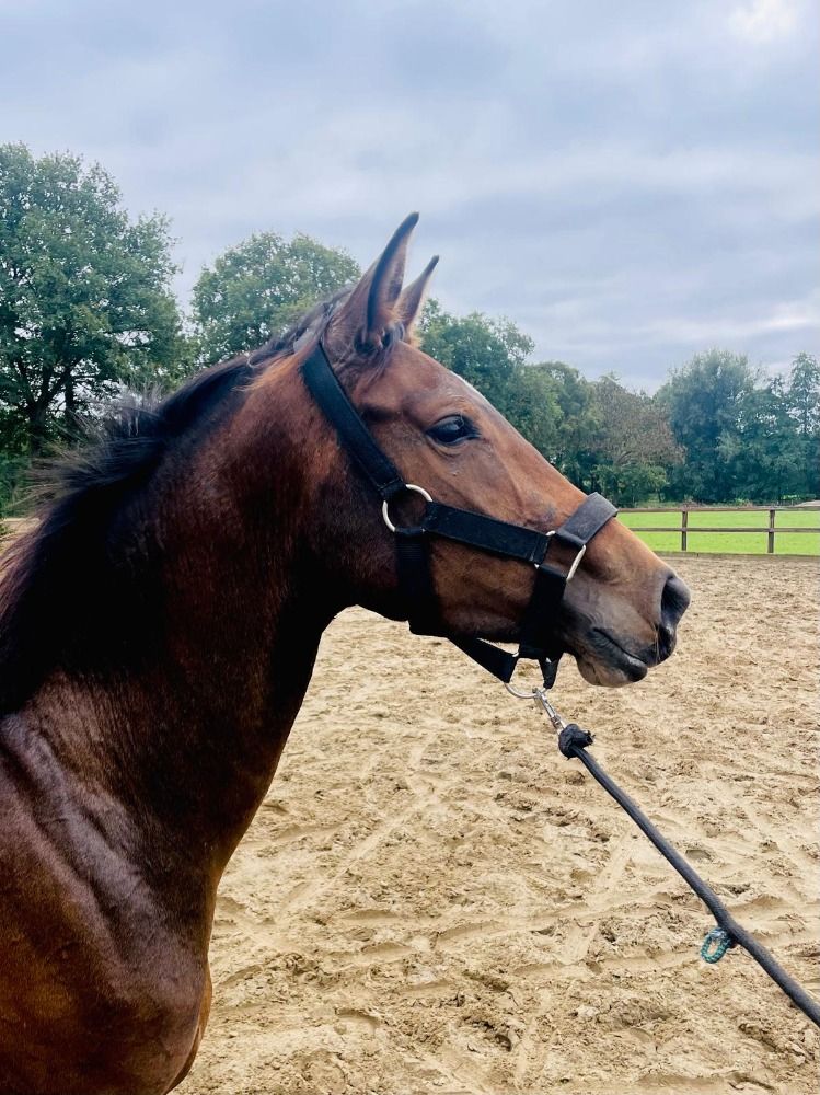 KWPN dressuurpaard Merrie 3 jaar Donkerbruin te koop - Foto 4