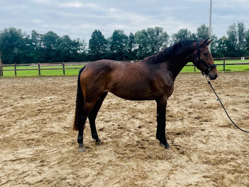 KWPN dressuurpaard Merrie 3 jaar Donkerbruin te koop - Foto 3