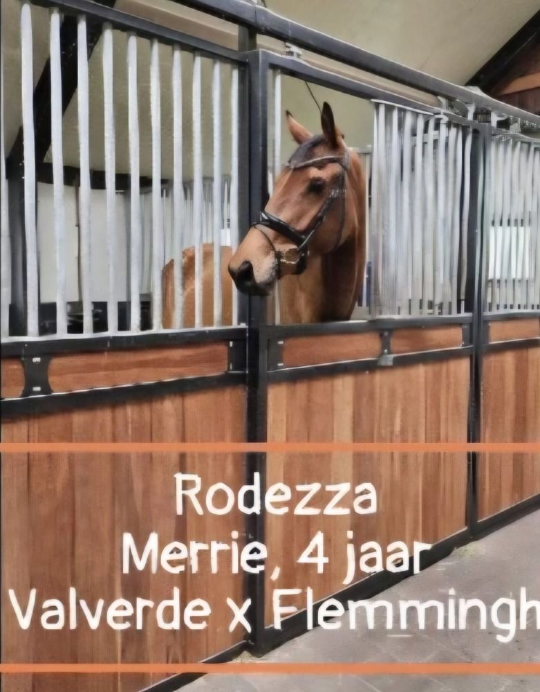 KWPN dressuurpaard Merrie 4 jaar Bruin te koop - Foto 2