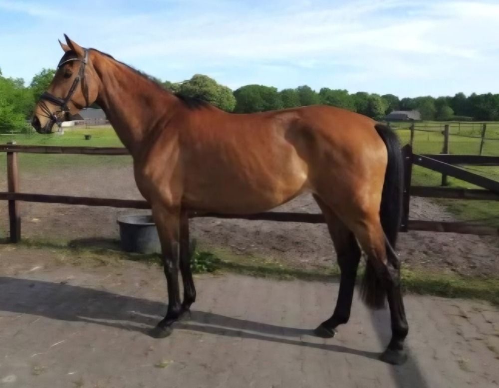 KWPN dressuurpaard Merrie 4 jaar Bruin te koop - Foto 3