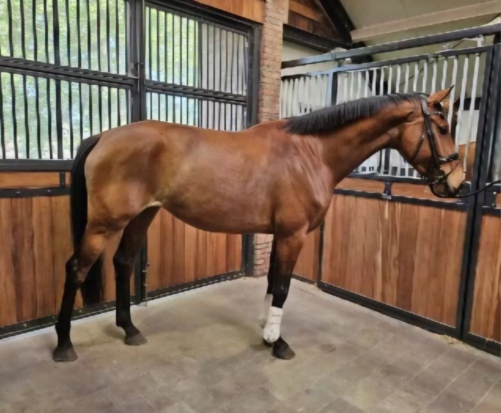 KWPN dressuurpaard Merrie 4 jaar Bruin te koop - Hoofdfoto