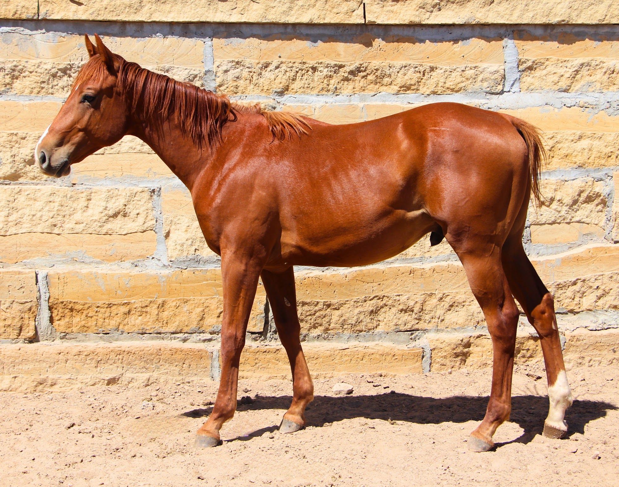 quarter-horse western-paard hengst 3 years old vos for sale - Photo 2