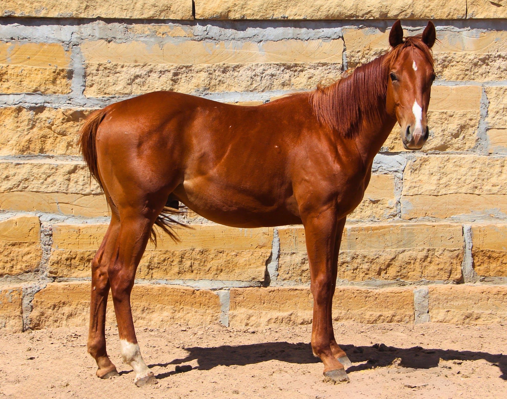 quarter-horse western-paard hengst 3 years old vos for sale - Photo 3
