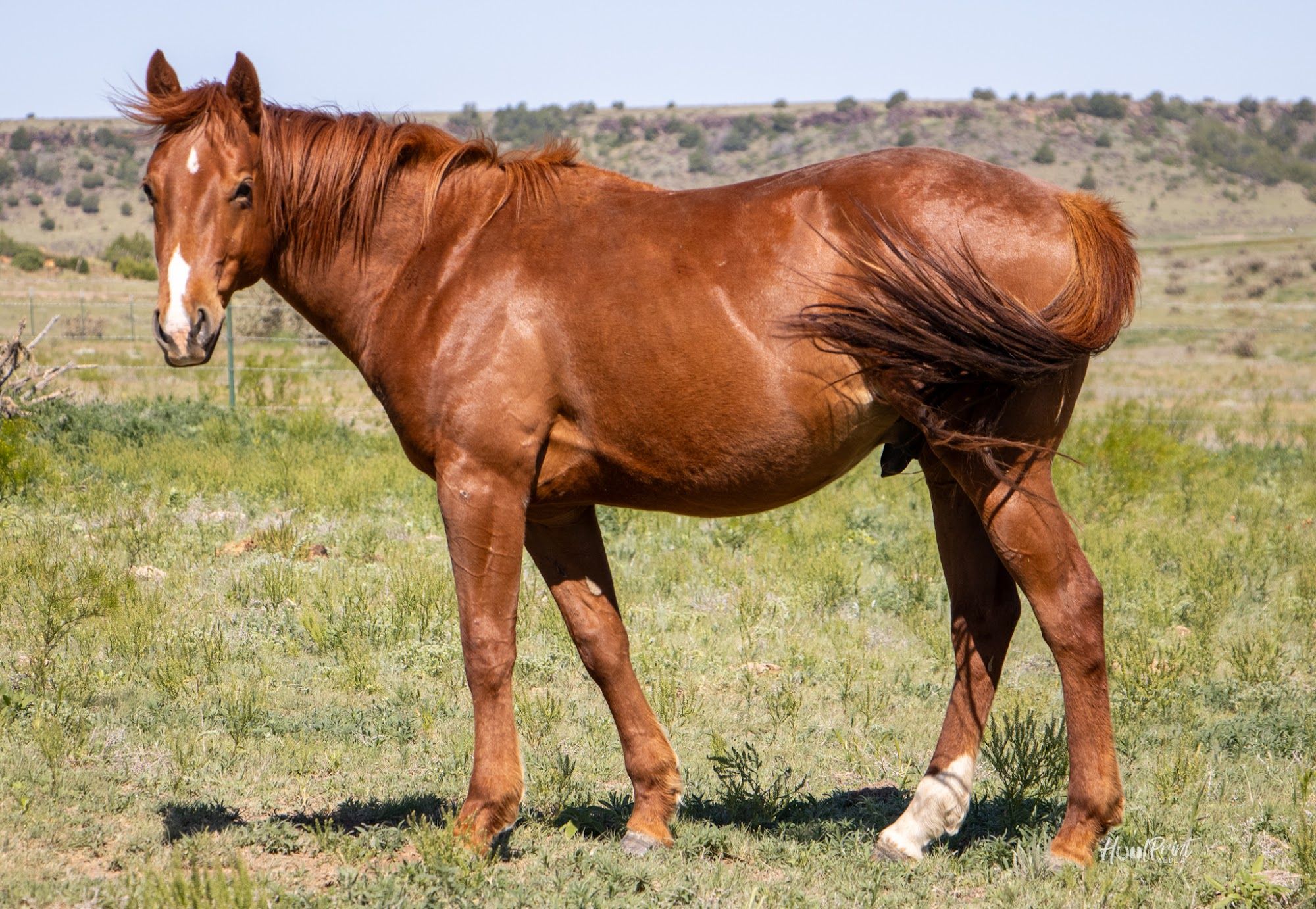 quarter-horse western-paard hengst 3 years old vos for sale - Photo 5