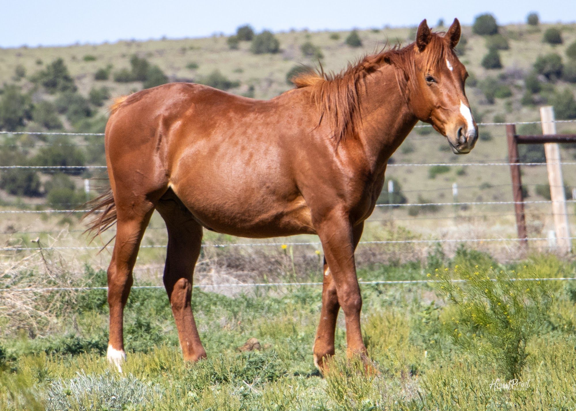 quarter-horse western-paard hengst 3 years old vos for sale - Photo 6