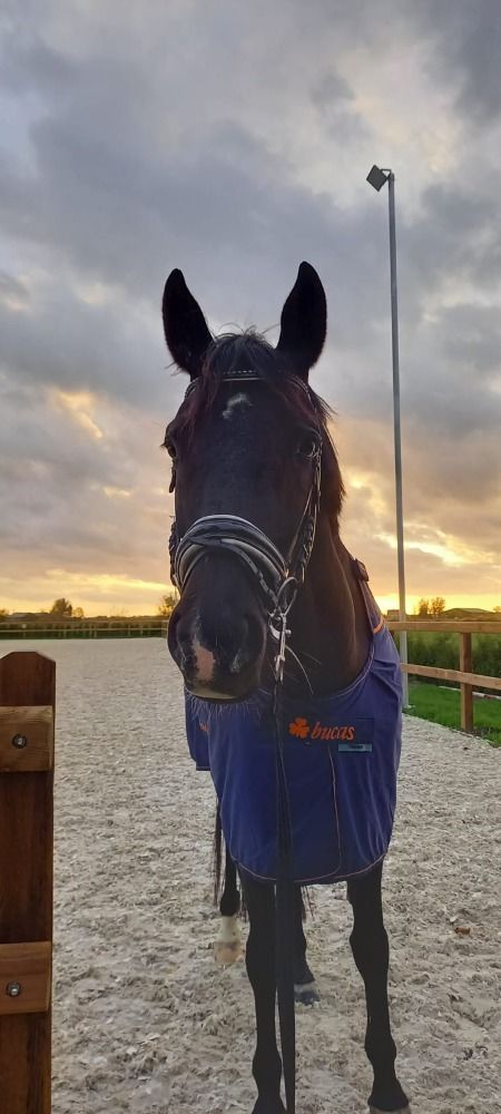 KWPN dressuurpaard Merrie 10 jaar Zwart te koop - Foto 2
