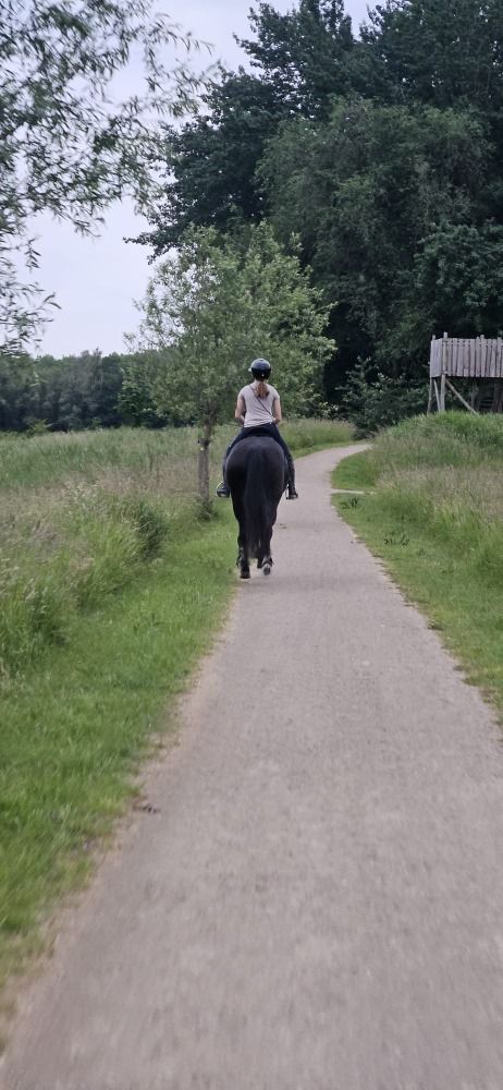 KWPN dressuurpaard Merrie 10 jaar Zwart te koop - Foto 3