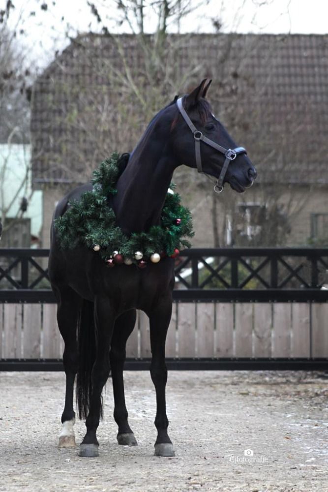 KWPN dressuurpaard Merrie 10 jaar Zwart te koop - Foto 4