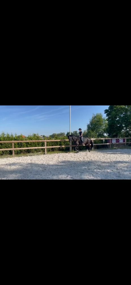 KWPN dressuurpaard Merrie 10 jaar Zwart te koop - Foto 5