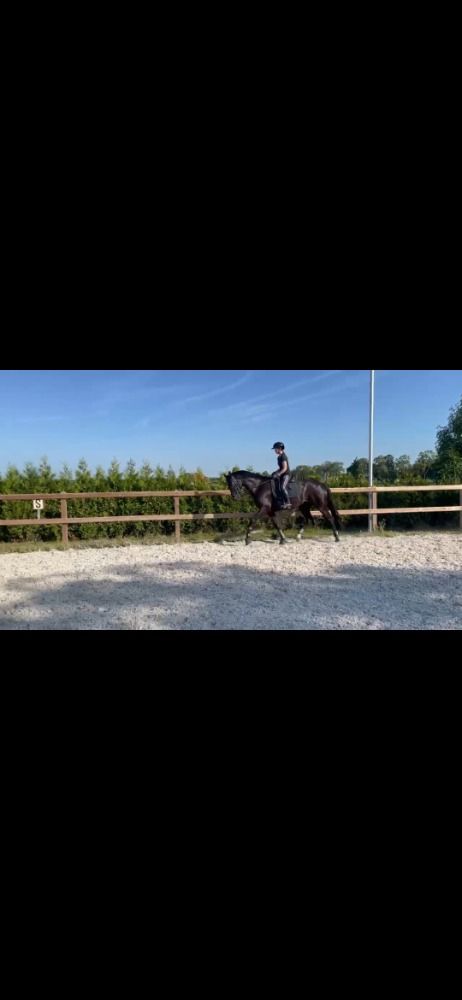 KWPN dressuurpaard Merrie 10 jaar Zwart te koop - Foto 6