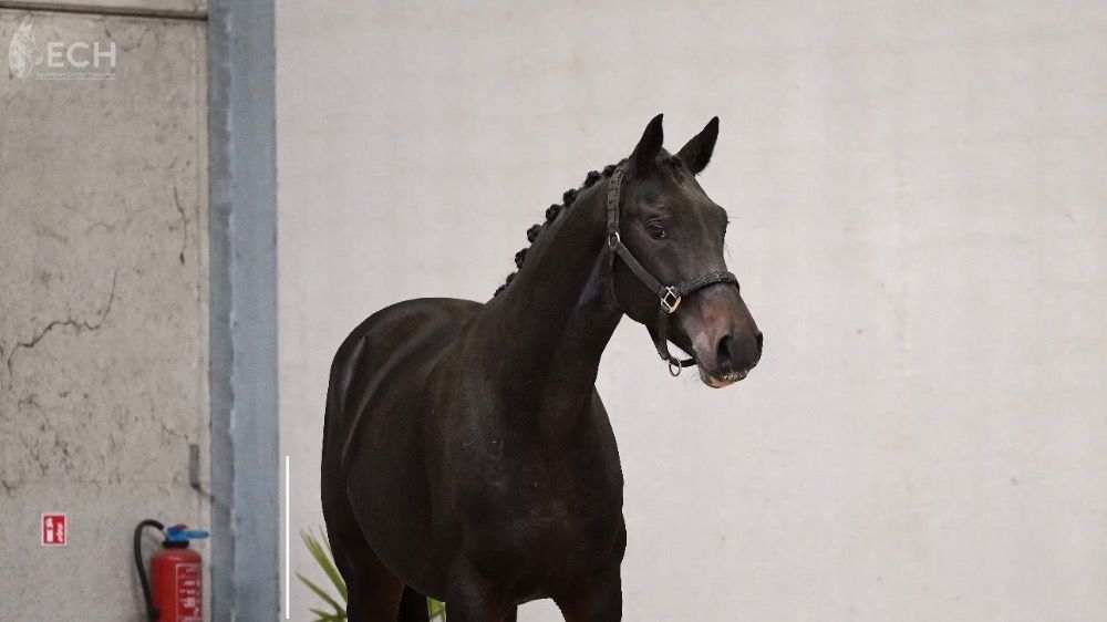 Oldenburg dressuurpaard Ruin 3 jaar Donkerbruin te koop - Hoofdfoto