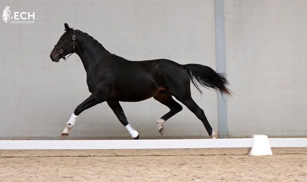 Oldenburg dressuurpaard Ruin 3 jaar Donkerbruin te koop - Foto 4