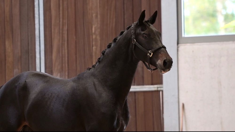 Oldenburg dressuurpaard Ruin 3 jaar Donkerbruin te koop - Foto 2