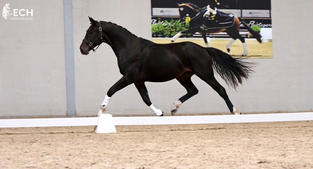Oldenburg dressuurpaard Ruin 3 jaar Donkerbruin te koop - Foto 3