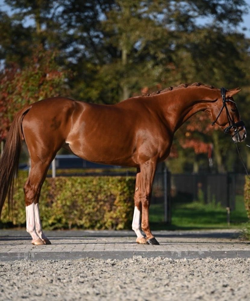KWPN dressuurpaard Merrie 4 jaar Vos te koop - Foto 3