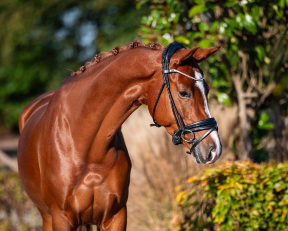 KWPN dressuurpaard Merrie 4 jaar Vos te koop - Foto 2