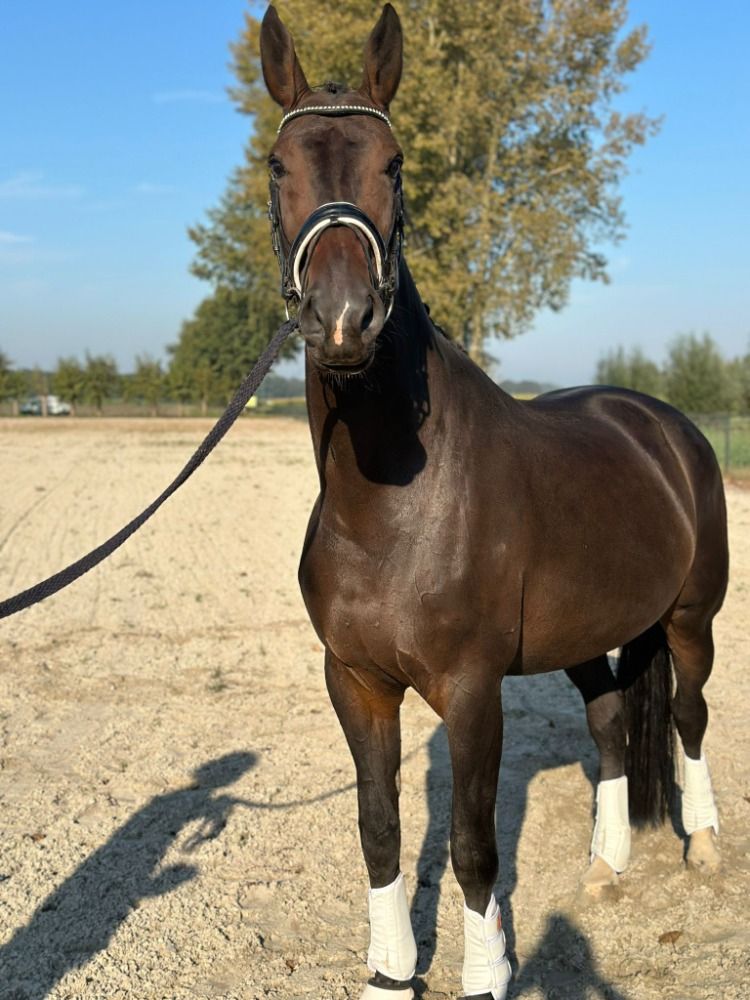 KWPN dressuurpaard Merrie 8 years old Donkerbruin for sale - Photo 3
