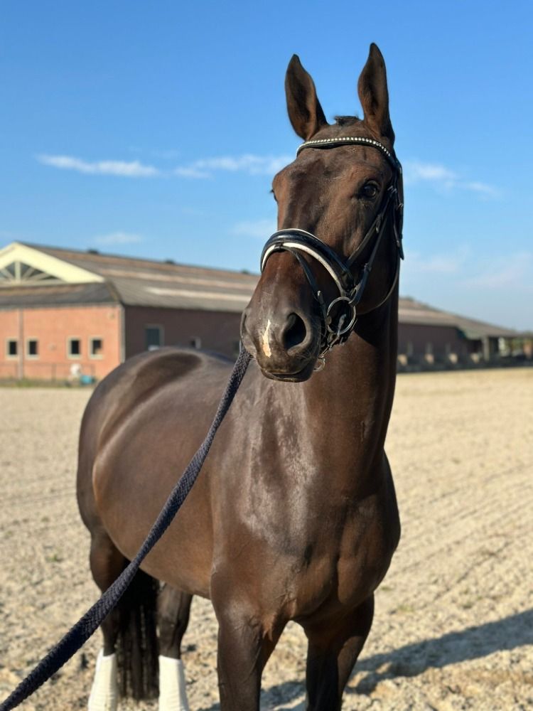 KWPN dressuurpaard Merrie 8 years old Donkerbruin for sale - Photo 4