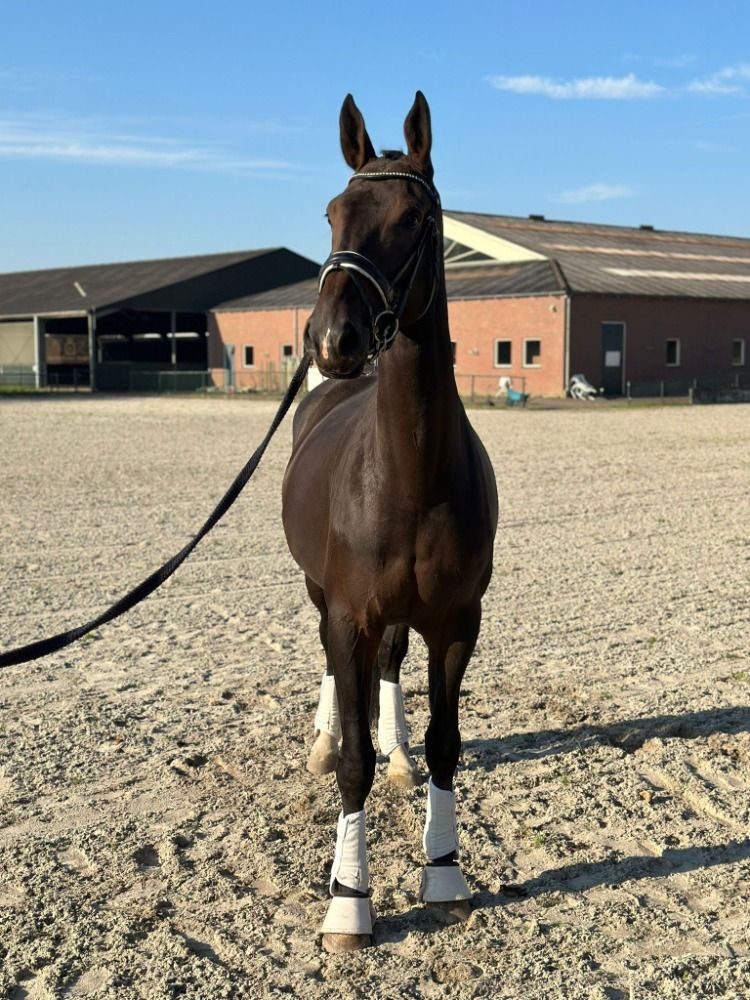 KWPN dressuurpaard Merrie 8 years old Donkerbruin for sale - Photo 2