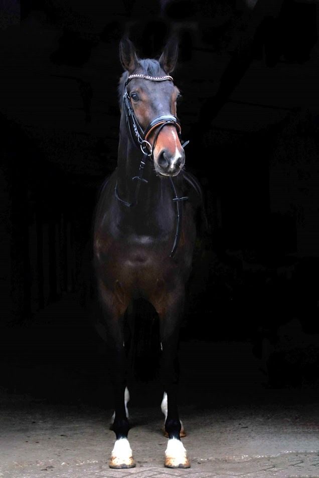 Pretty and talented 9-year-old mare