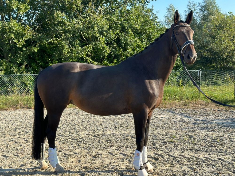 KWPN dressuurpaard Merrie 8 years old Donkerbruin for sale - Photo 5