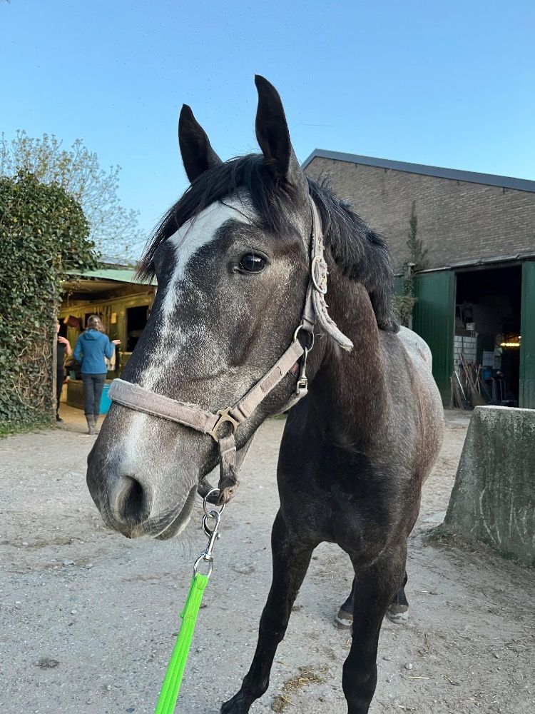 allround-pony Ruin 3 jaar Schimmel te koop - Foto 2