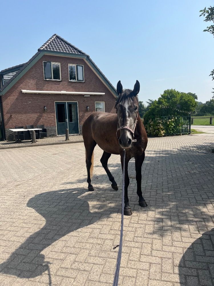 allround-pony Ruin 3 jaar Schimmel te koop - Foto 3