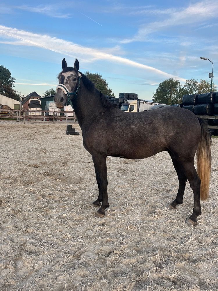allround-pony Ruin 3 jaar Schimmel te koop - Foto 4