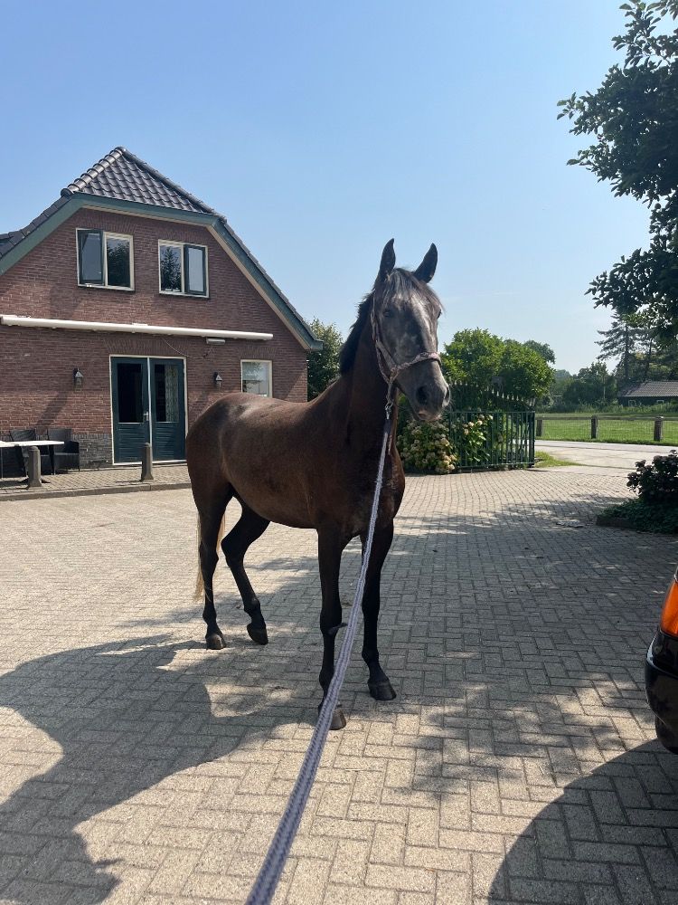 allround-pony Ruin 3 jaar Schimmel te koop - Foto 5