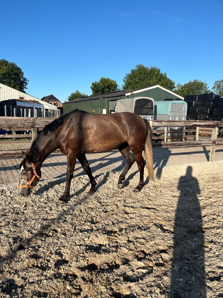 allround-pony Ruin 3 jaar Schimmel te koop - Foto 6