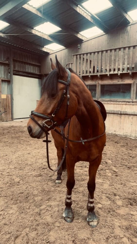 Appaloosa pony allround-pony Ruin 6 jaar Bruin te koop - Foto 3