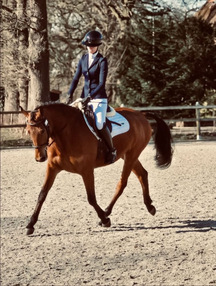 Te koop: Superknappe (recreatie) pony Diablo