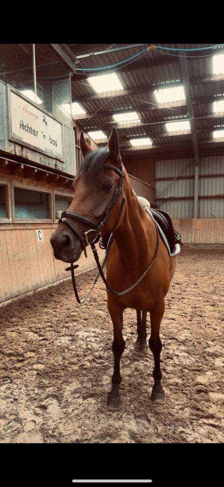 Appaloosa pony allround-pony Ruin 6 jaar Bruin te koop - Foto 6