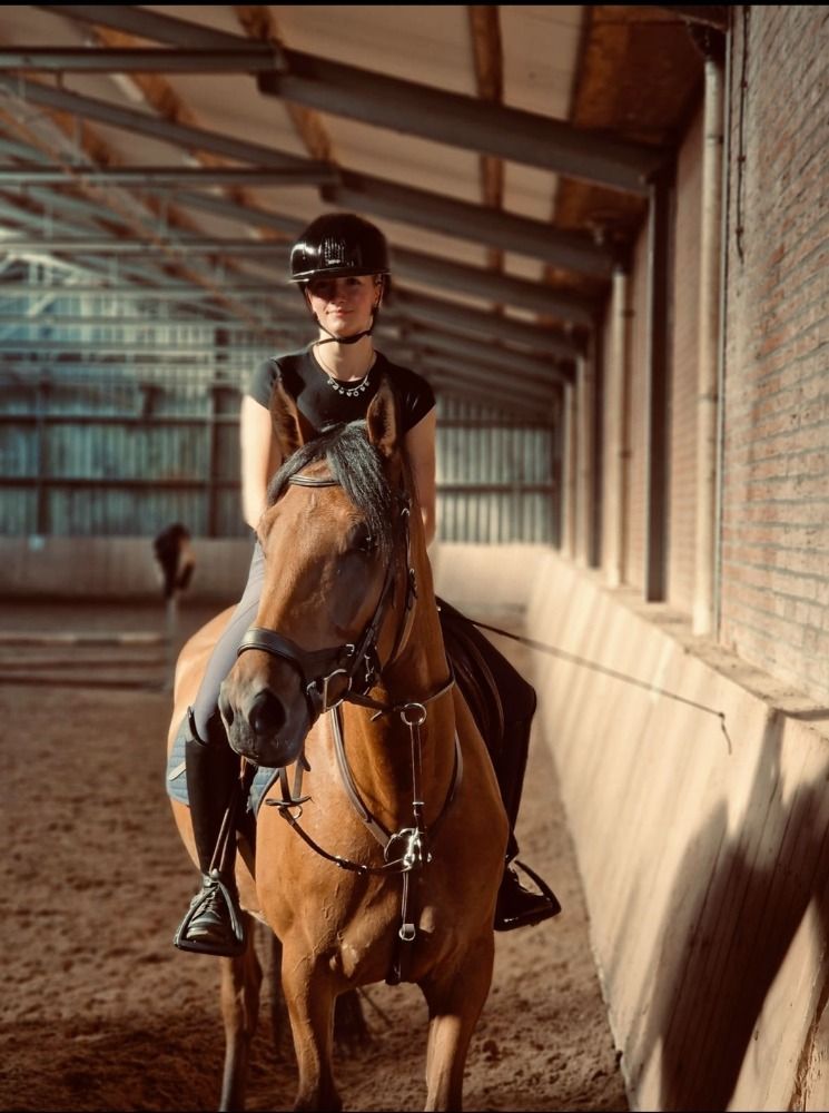 Appaloosa pony allround-pony Ruin 6 jaar Bruin te koop - Foto 4
