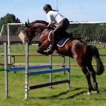 kwpn recreatie-paard ruin 18 år bruin til salg - Foto 4