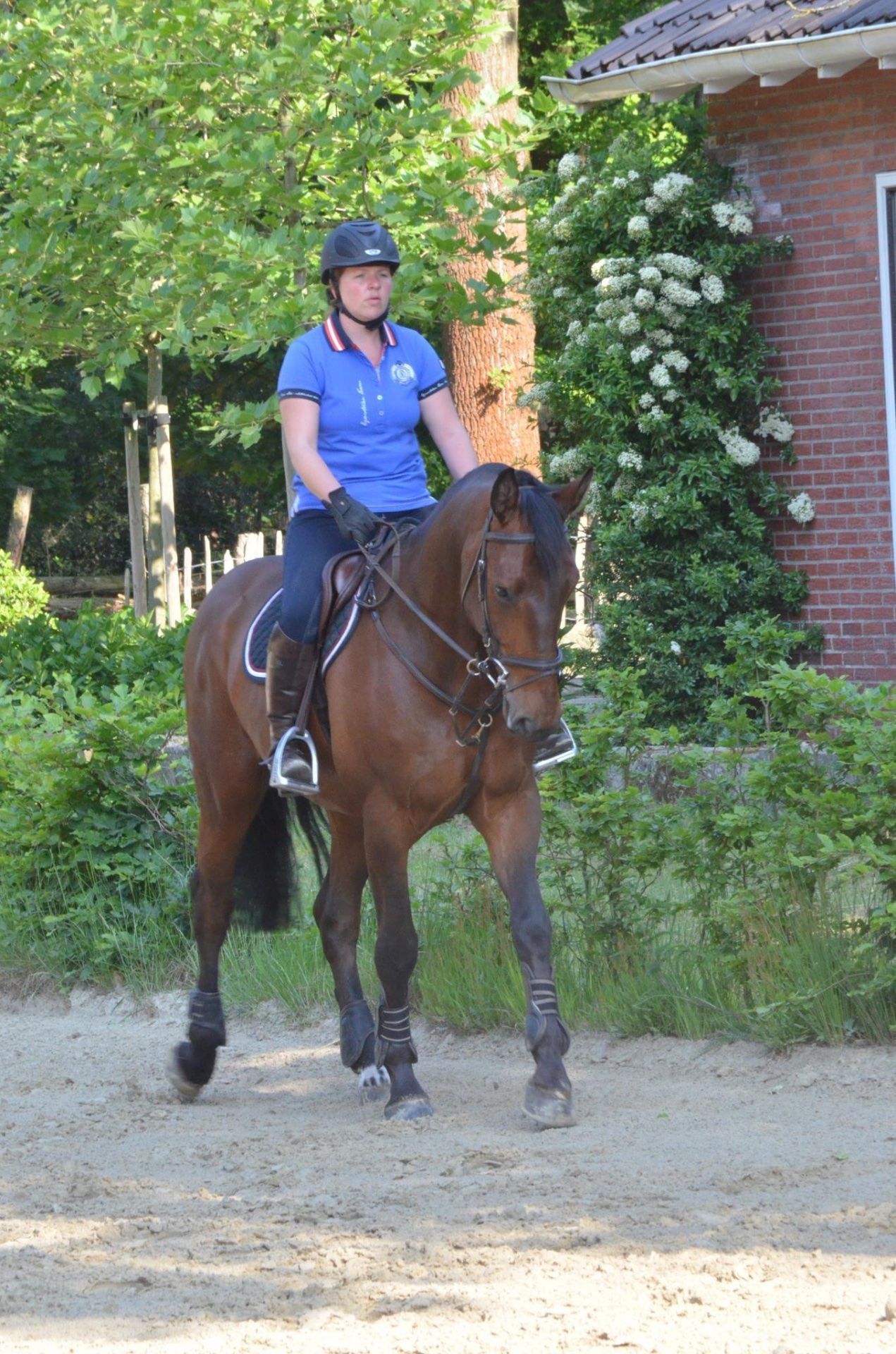 Duc, skovturshest, vallak, 18 år