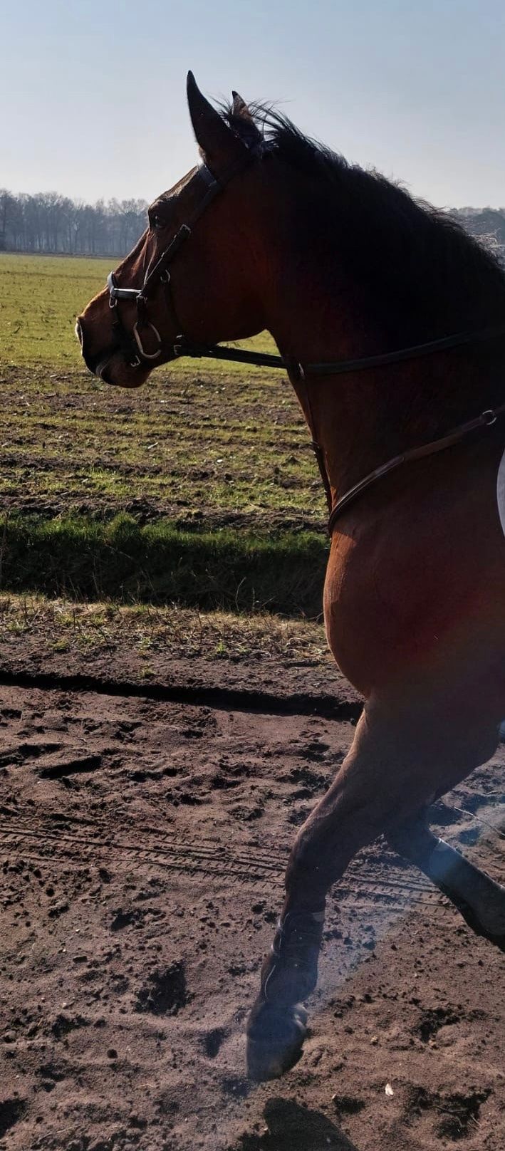kwpn recreatie-paard ruin 18 år bruin til salg - Foto 6