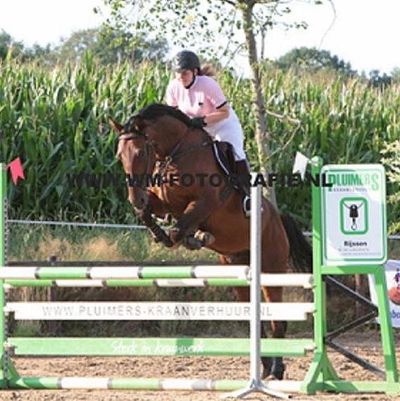 kwpn recreatie-paard ruin 18 år bruin til salg - Foto 3