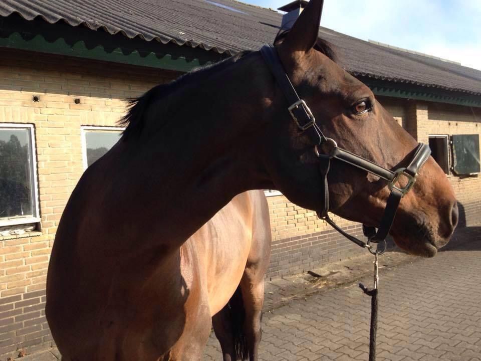 kwpn recreatie-paard ruin 18 år bruin til salg - Foto 5