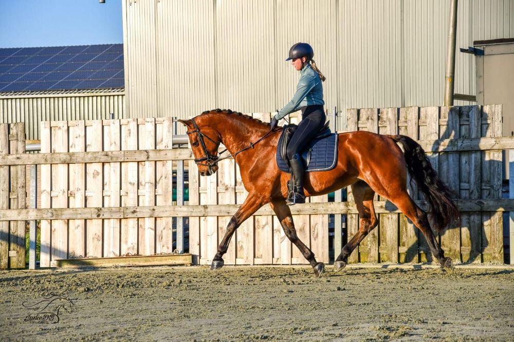 KWPN dressuurpaard Ruin 4 years old Bruin for sale - Photo 5