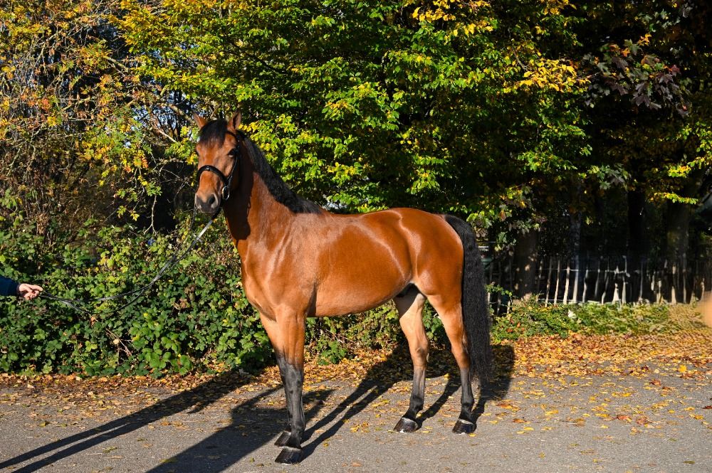 KWPN dressuurpaard Ruin 4 years old Bruin for sale - Photo 2
