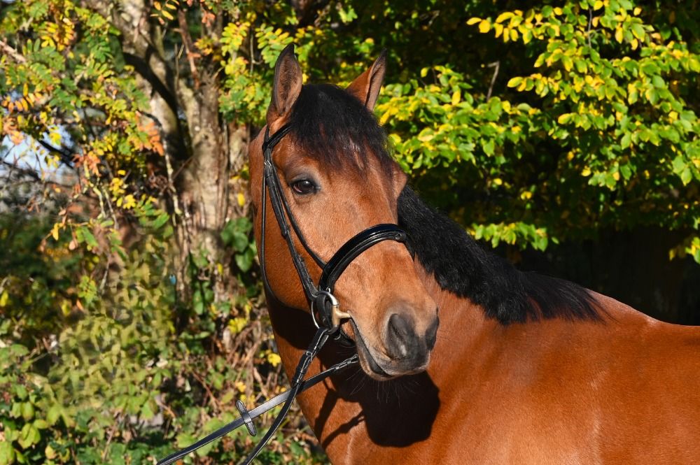 KWPN dressuurpaard Ruin 4 years old Bruin for sale - Main photo